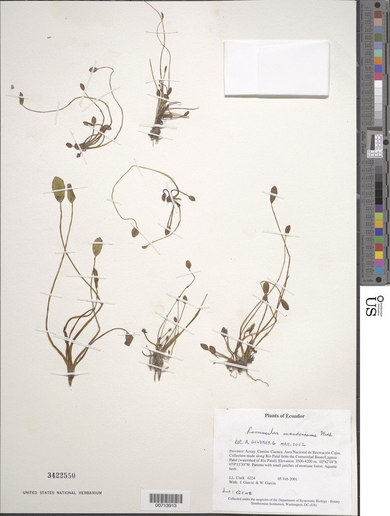 Ranunculus mandonianus