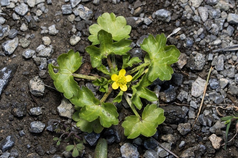 Margined Buttercup