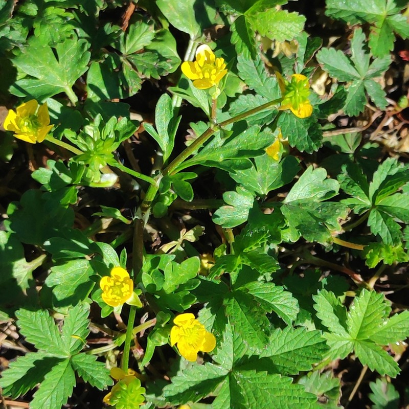 Margined Buttercup photo 2