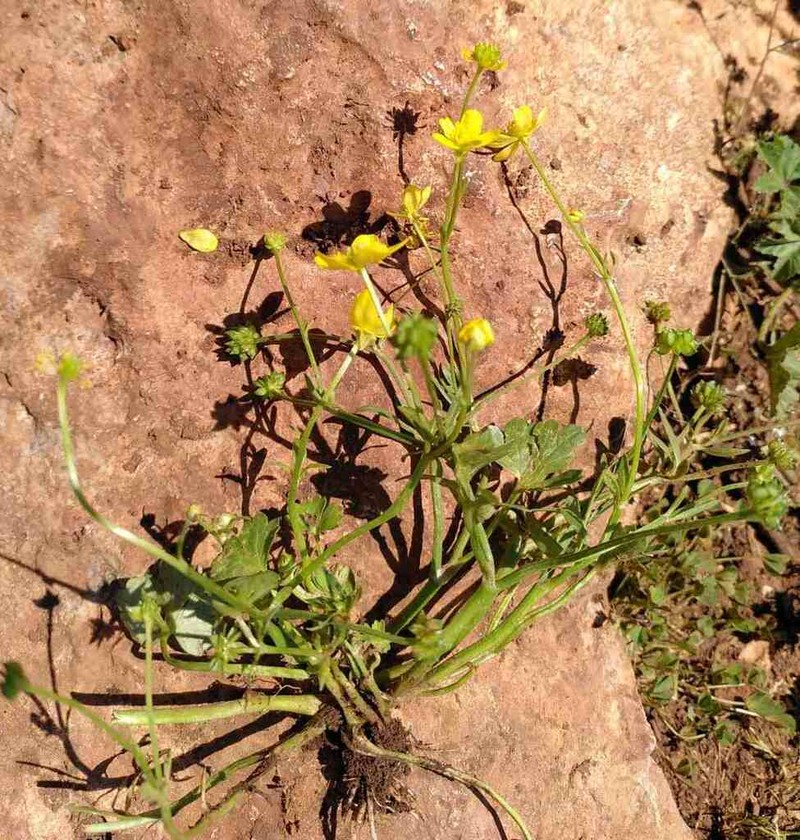 Margined Buttercup photo 3