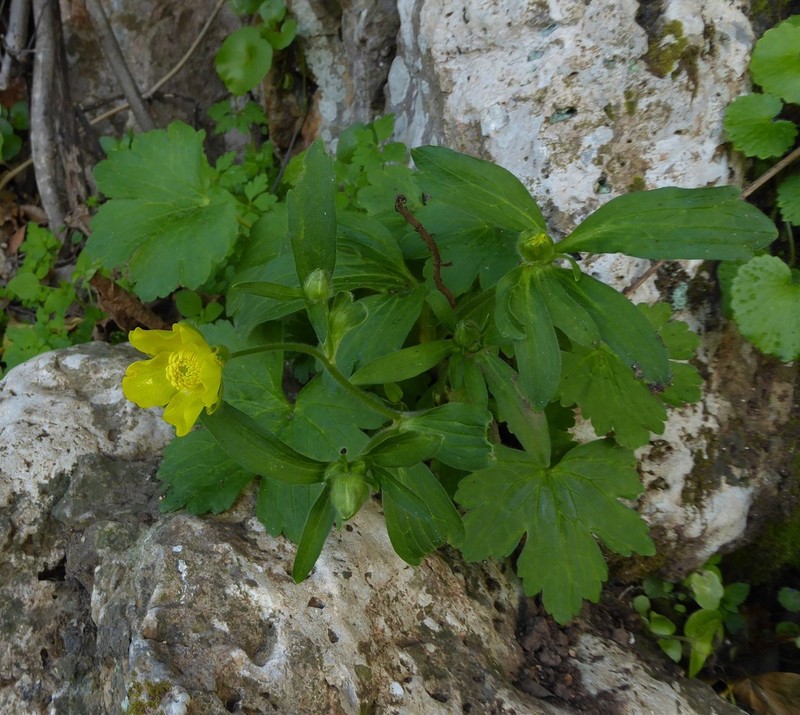 Margined Buttercup photo 4