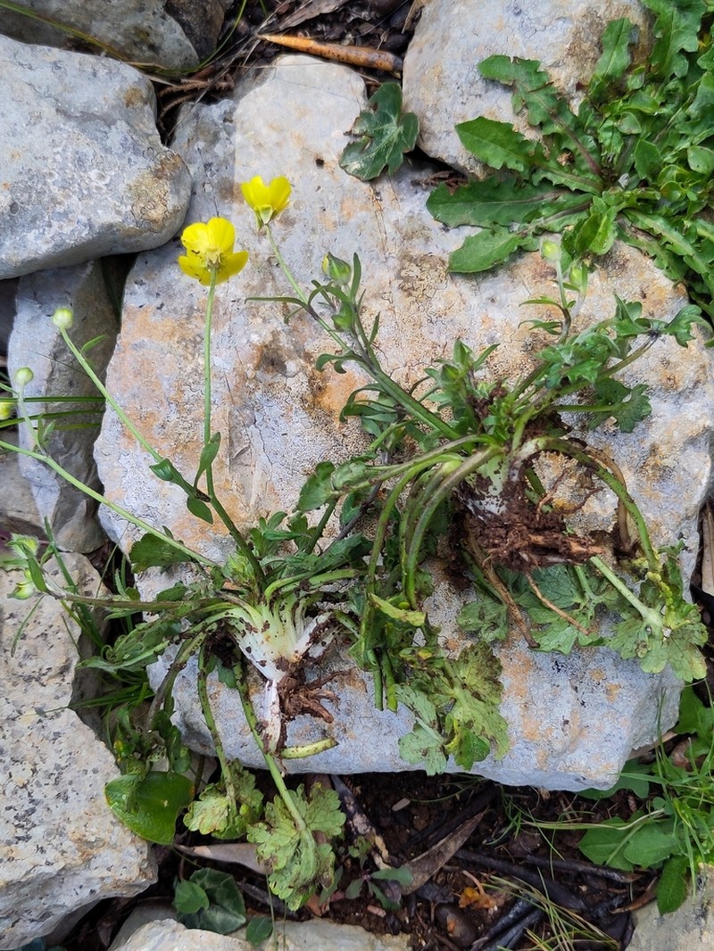 Margined Buttercup photo 5