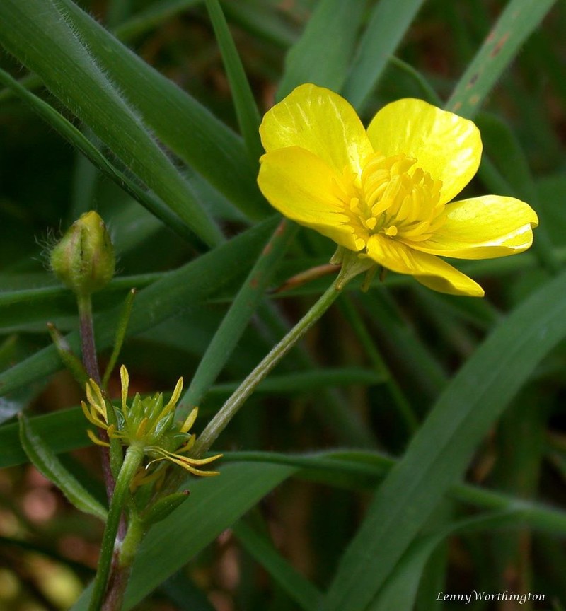 Margined Buttercup photo 6