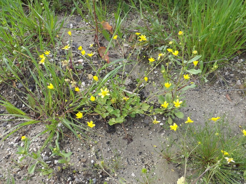 Margined Buttercup photo 7