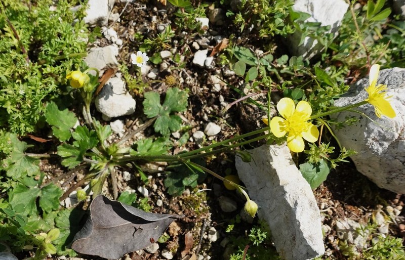 Margined Buttercup photo 8