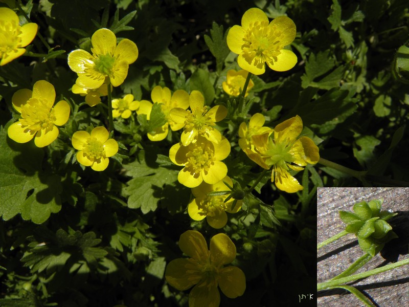 Margined Buttercup