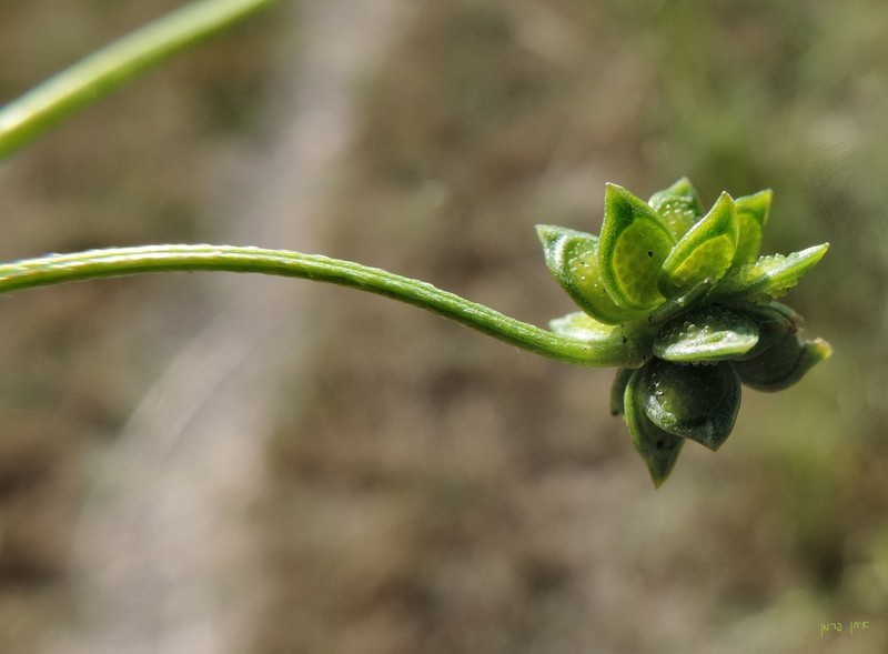 Margined Buttercup photo 2