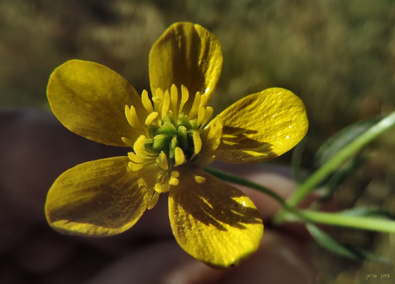 Margined Buttercup photo 3