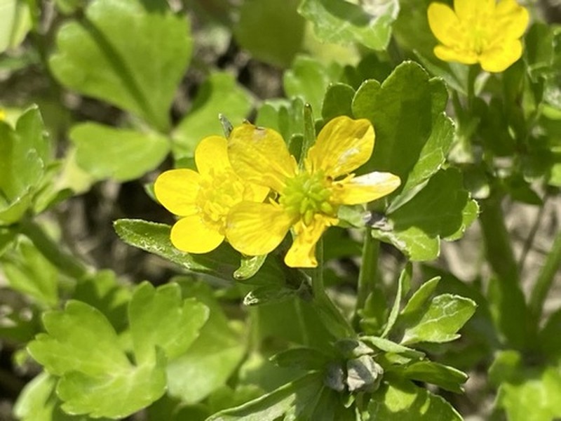 Ranunculus marginatus var. trachycarpus