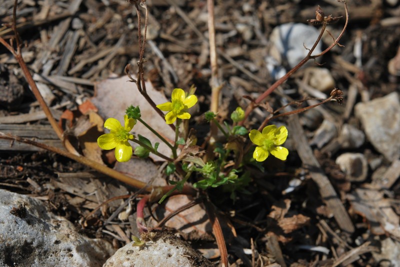 Ranunculus marginatus var. trachycarpus photo 2