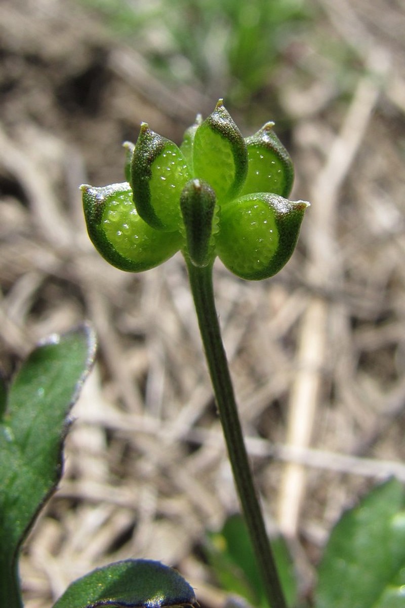 Ranunculus marginatus var. trachycarpus photo 3