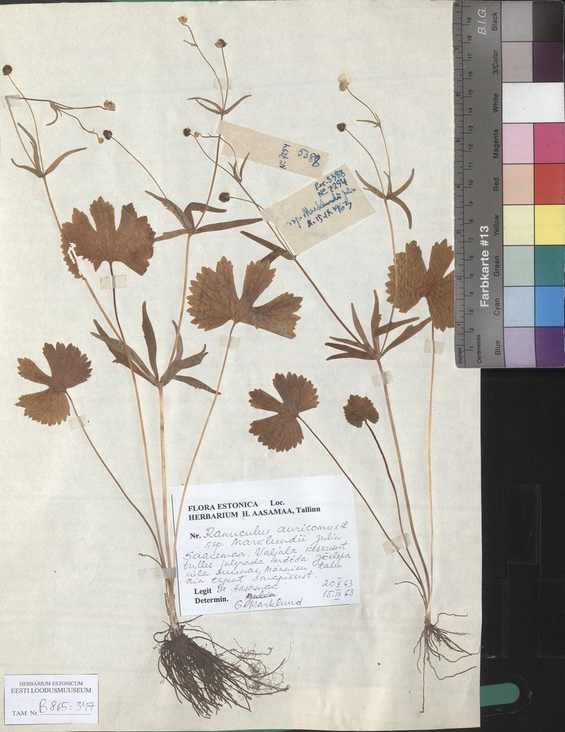 Ranunculus marklundii