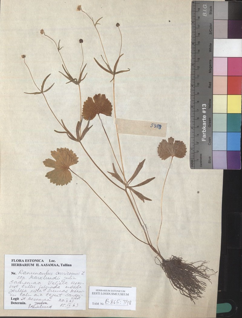 Ranunculus marklundii photo 2
