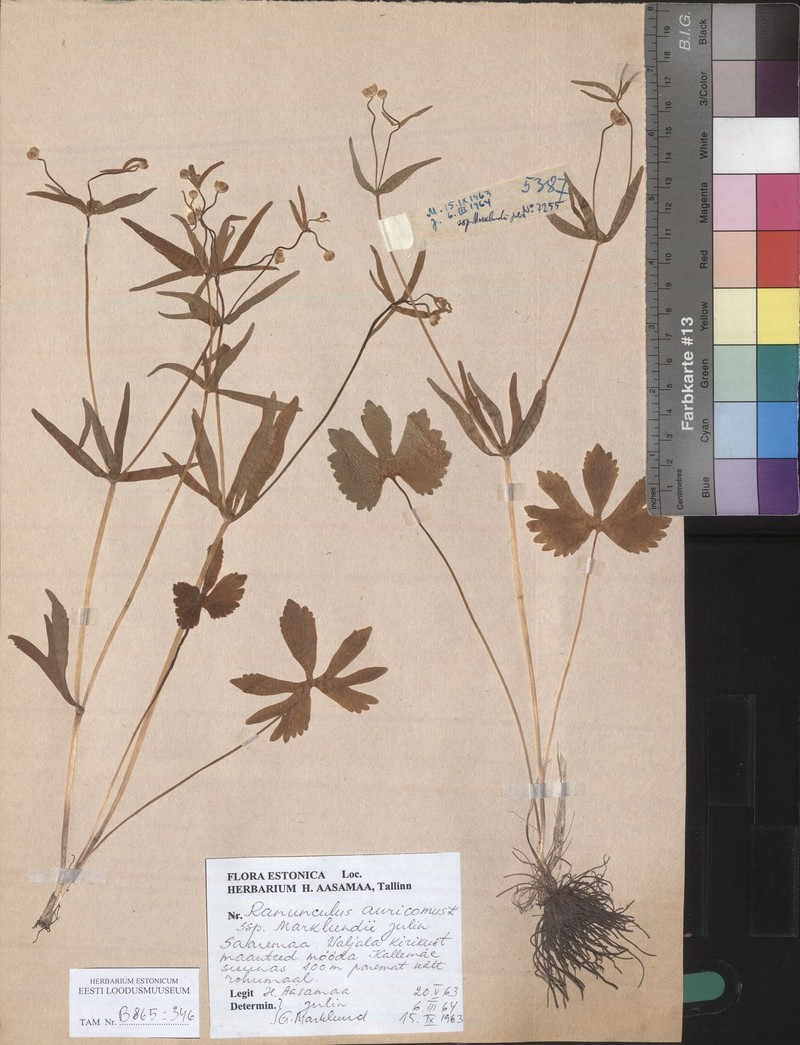 Ranunculus marklundii photo 3