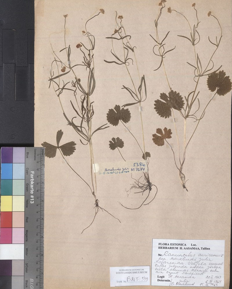 Ranunculus marklundii photo 4