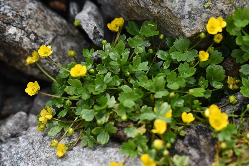 Ranunculus marschlinsii