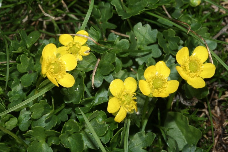 Ranunculus marschlinsii photo 2