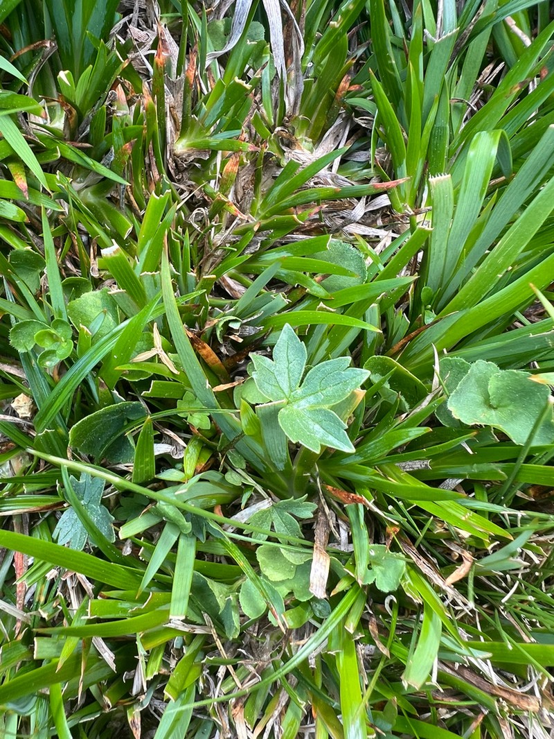 Ranunculus marschlinsii photo 3