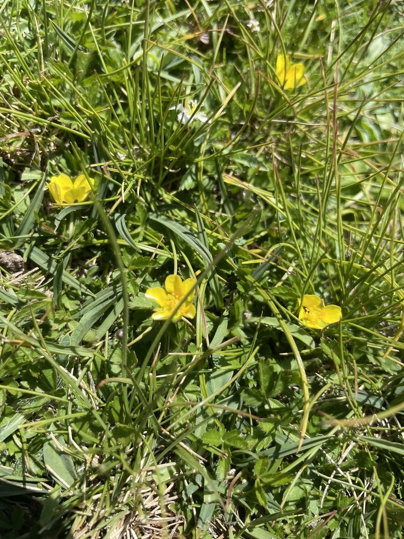 Ranunculus marschlinsii photo 4