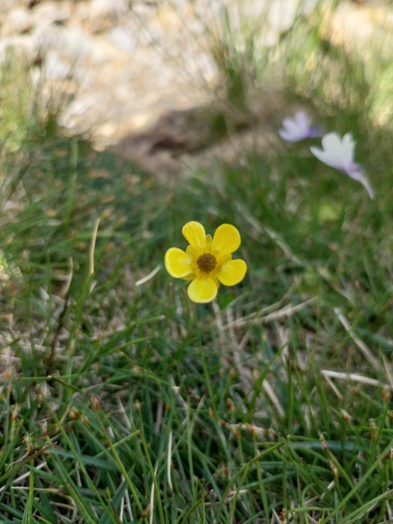 Ranunculus marschlinsii photo 5