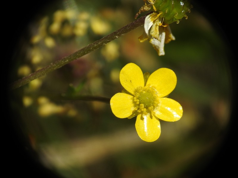 Ranunculus marschlinsii photo 6