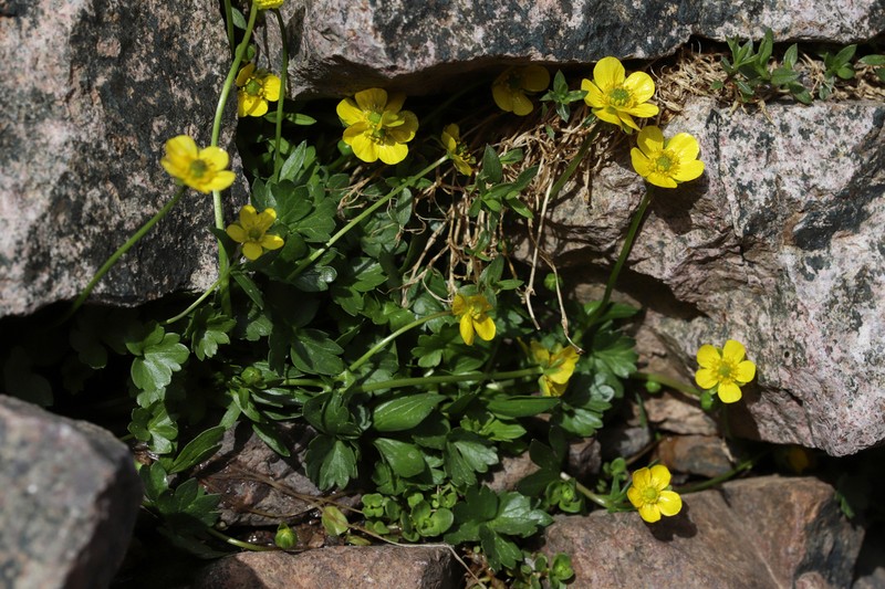 Ranunculus marschlinsii photo 8