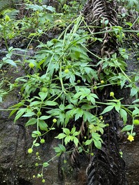 Maui Buttercup