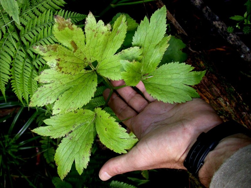 Maui Buttercup photo 5