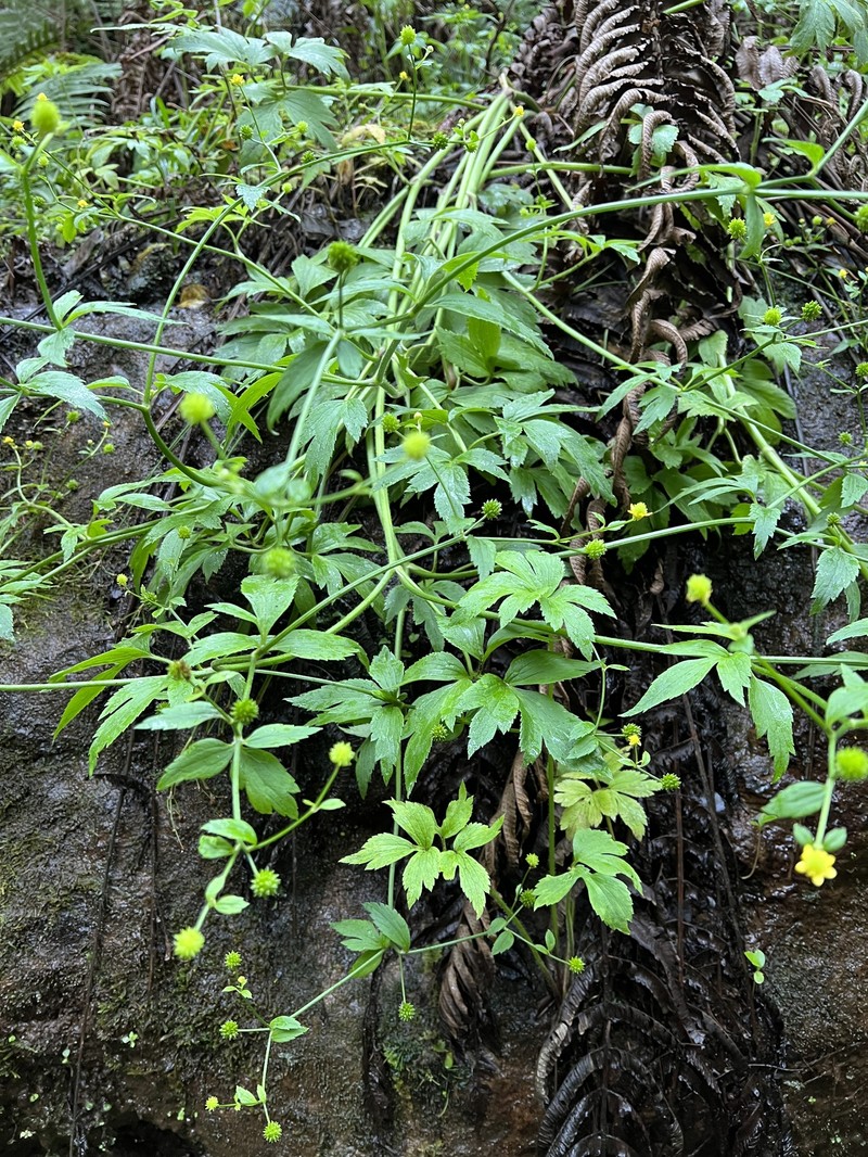Maui Buttercup photo 6