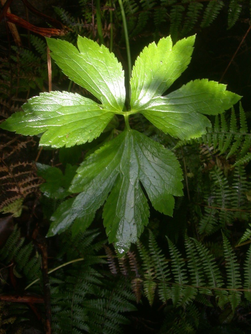 Maui Buttercup photo 7