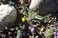 Ranunculus membranaceus