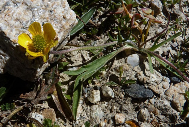 Ranunculus membranaceus photo 2