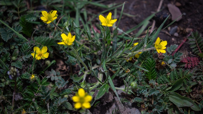 Ranunculus membranaceus photo 3