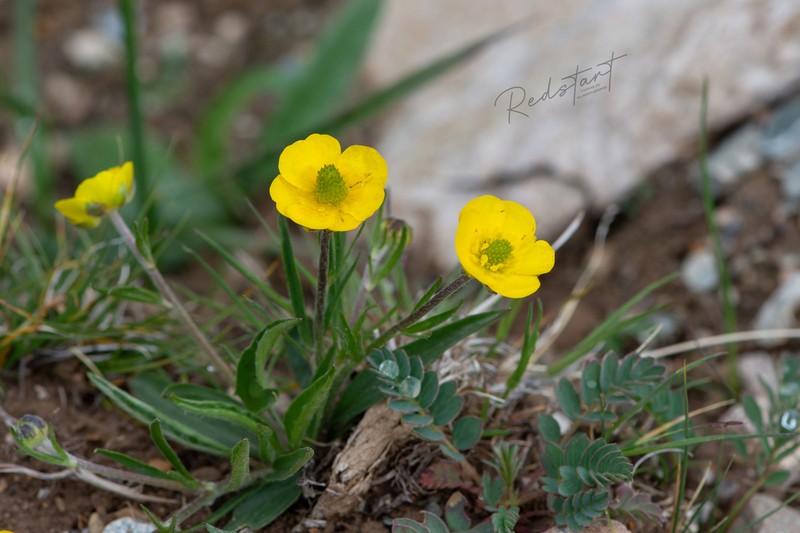 Ranunculus membranaceus photo 4