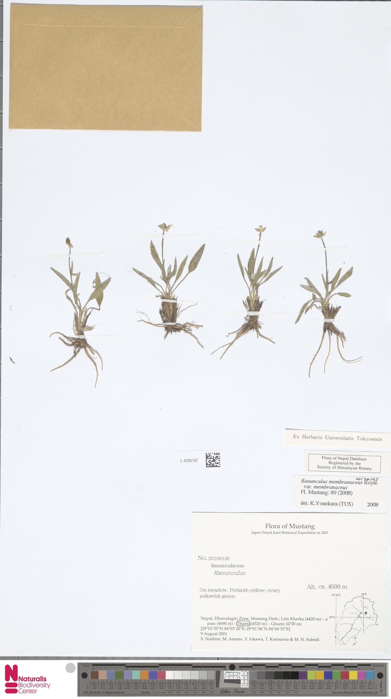 Ranunculus membranaceus var. membranaceus