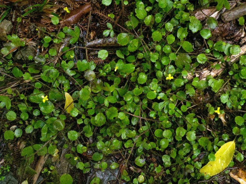 Ranunculus membranifolius