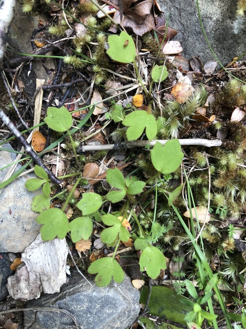 Ranunculus membranifolius photo 2