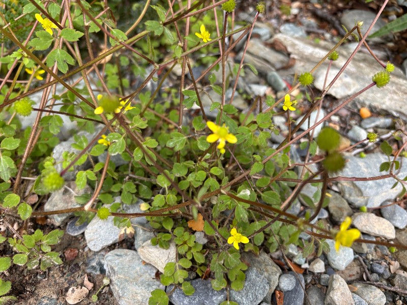 Ranunculus membranifolius photo 3