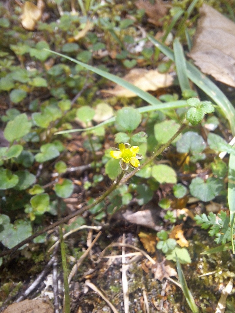Ranunculus membranifolius photo 4