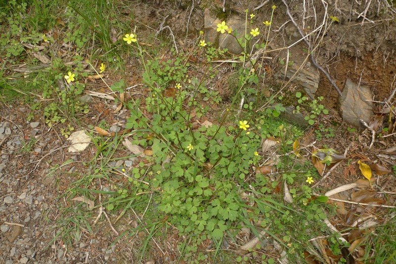 Ranunculus membranifolius photo 5