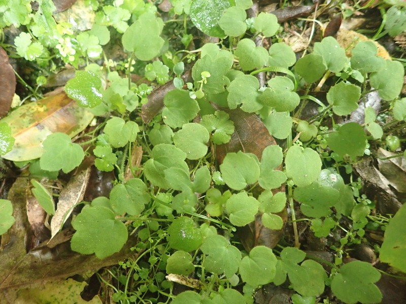 Ranunculus membranifolius photo 6