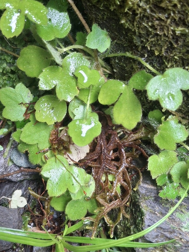 Ranunculus membranifolius photo 7