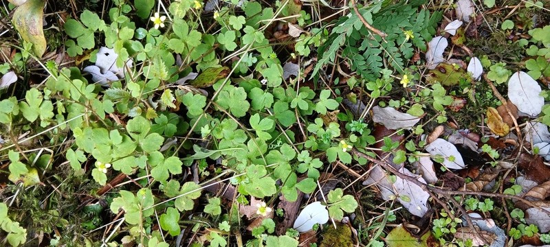 Ranunculus membranifolius photo 8