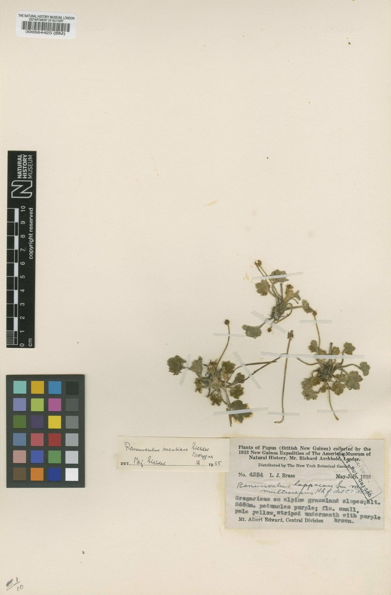 Ranunculus mentiens