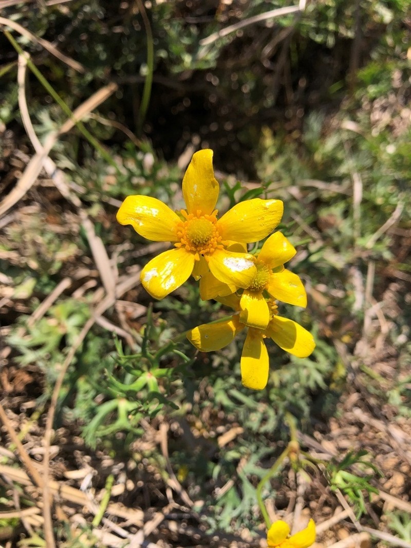 Ranunculus meristus