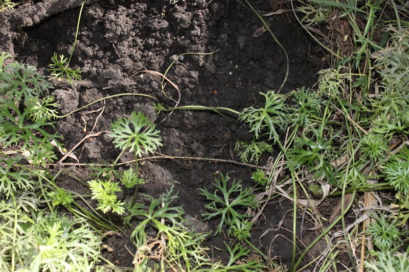 Ranunculus meristus photo 2