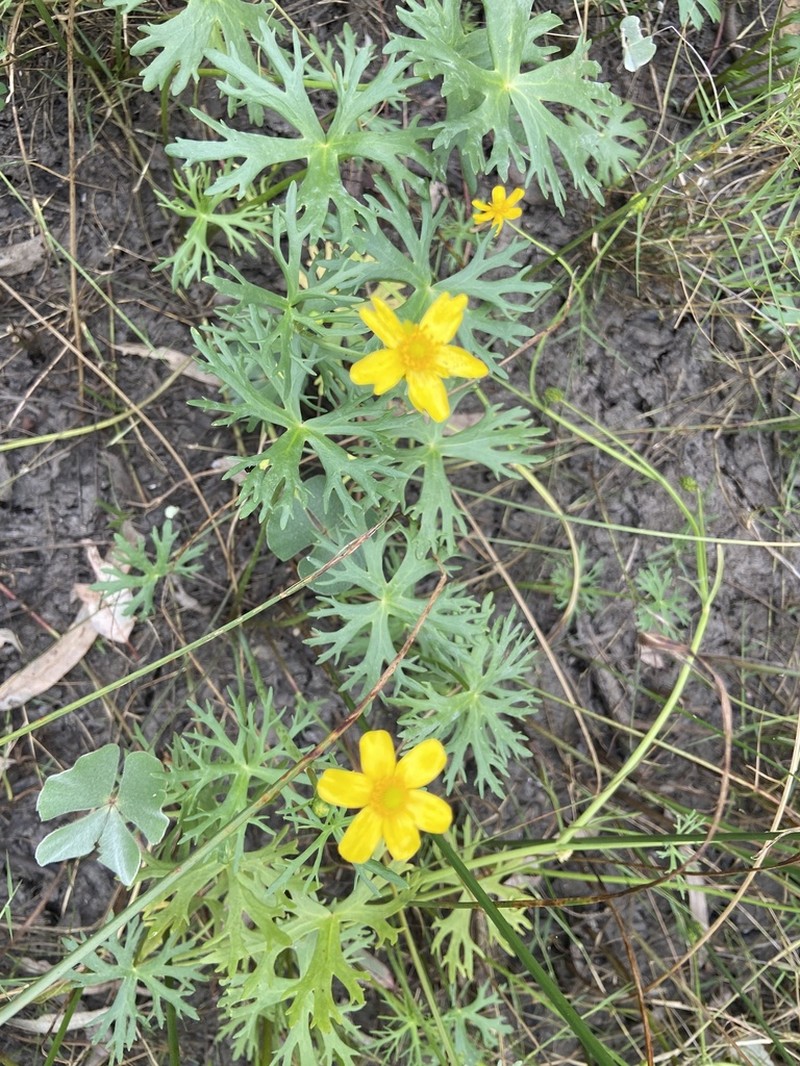 Ranunculus meristus photo 3
