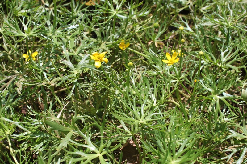 Ranunculus meristus photo 4