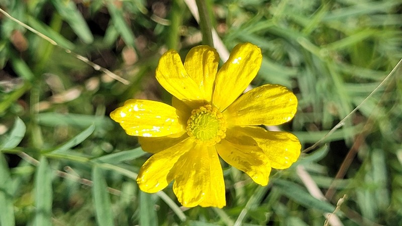 Ranunculus meristus photo 5