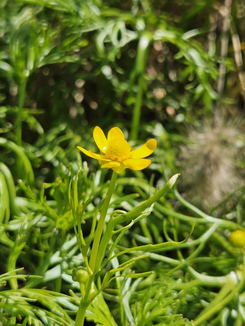Ranunculus meristus photo 6